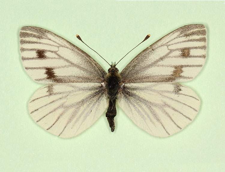 Pieris napi female (aberrant form nov) (Internet Image property of respective owner, non-commercial use only)